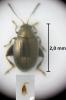 Chaetocnema tibialis